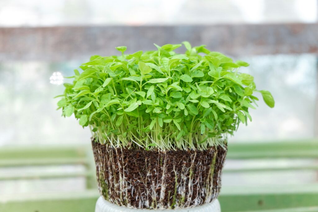 Peanut microgreens grown well